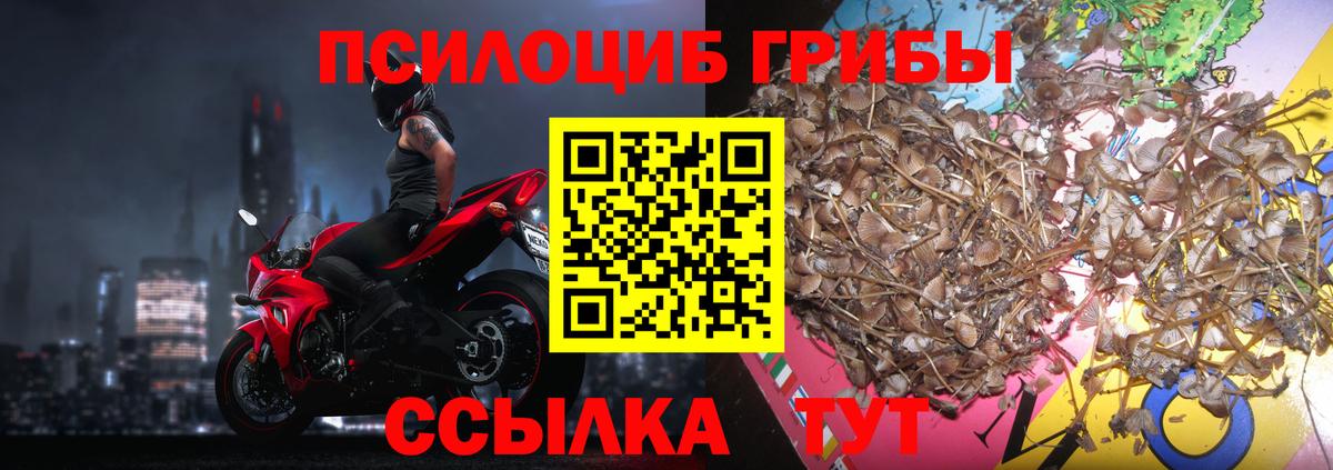 Галлюциногенные грибы Psilocybine cubensis  Вход с VPN  Ипатово  Псилоцибиновые грибы Psilocybine cubensis 